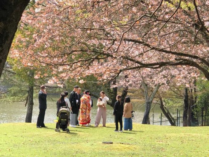 奈良公園の桜の下で和装の衣装に身を包み家族写真を撮る様子