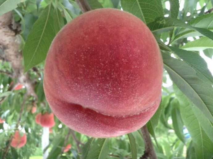 福島市の観光農園「森のガーデンまるせい果樹園」の桃