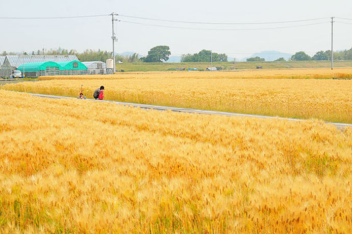 松前町の麦畑