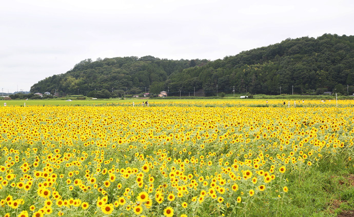 益子町のひまわり畑風景