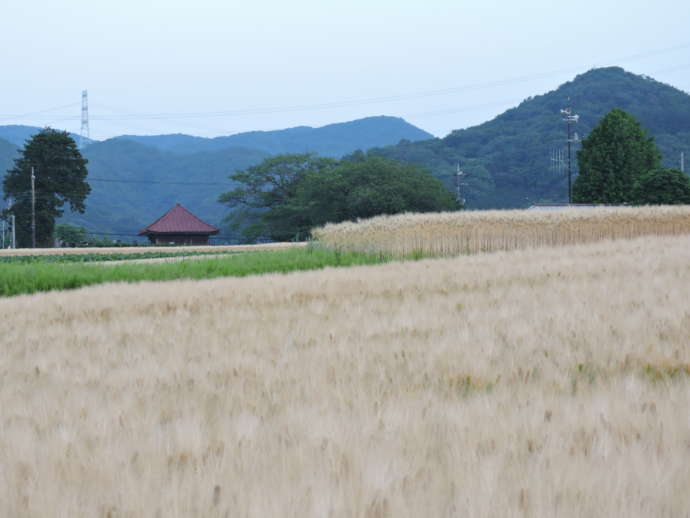益子町で見られる麦畑