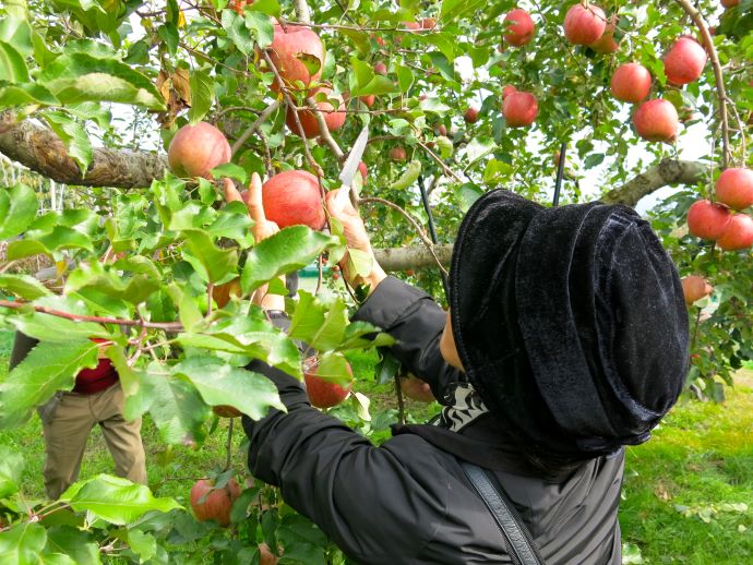 松川町の果実園でりんご狩りをする住民