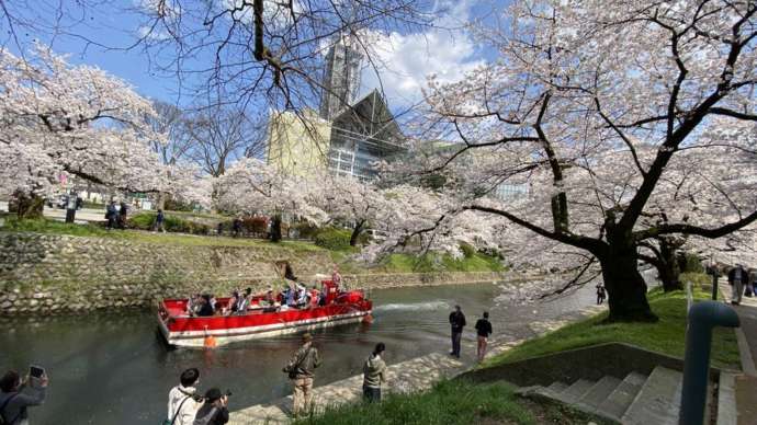 松川遊覧船が満開の桜の中を進む様子