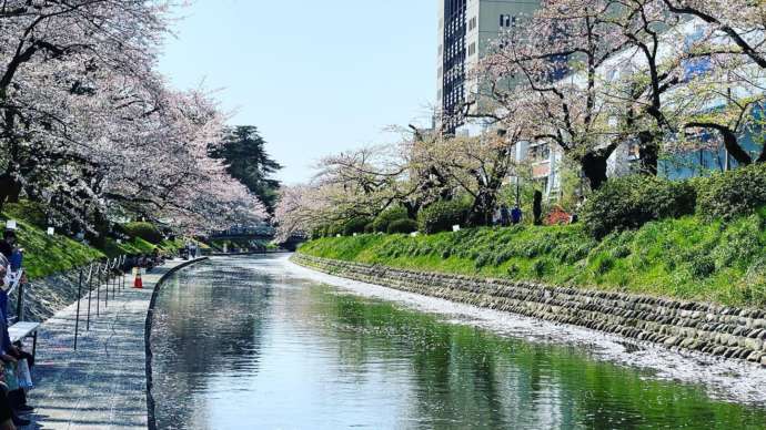 松川の水面を桜の花びらが覆い尽くしている様子