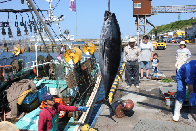 松前本マグロの水揚げ風景