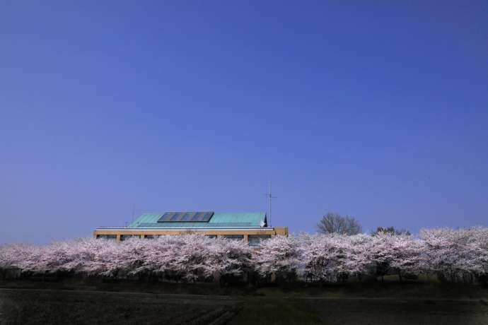 明和町役場周辺の桜並木