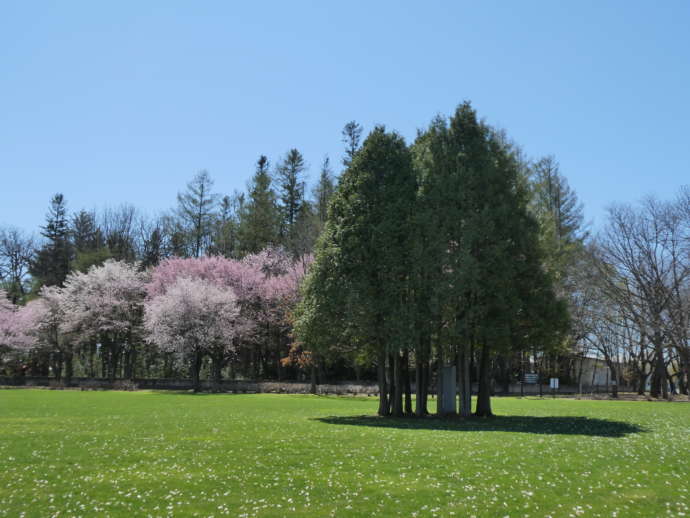 桜が咲く芽室公園の様子