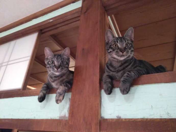 鴨居の上から見ろしてくる2匹の猫