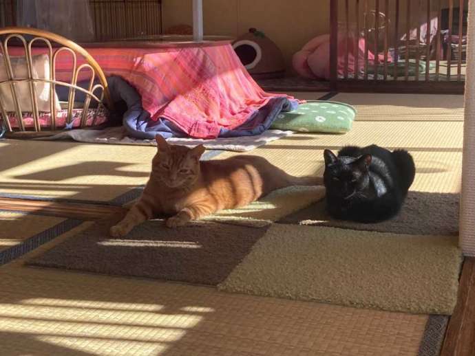 畳の上でくつろぐ2匹の猫ちゃん