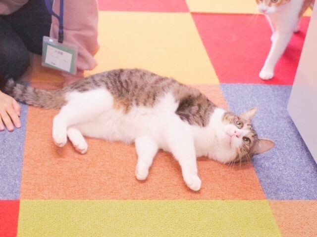 ミャゴラーレの床に横たわる猫