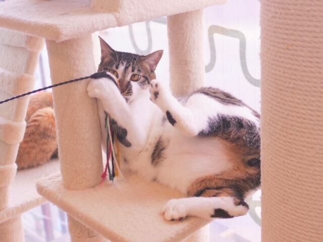 ミャゴラーレのキャットタワーで遊ぶ猫