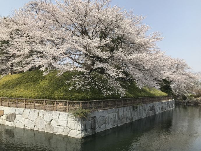 「壬生町城址公園」の桜
