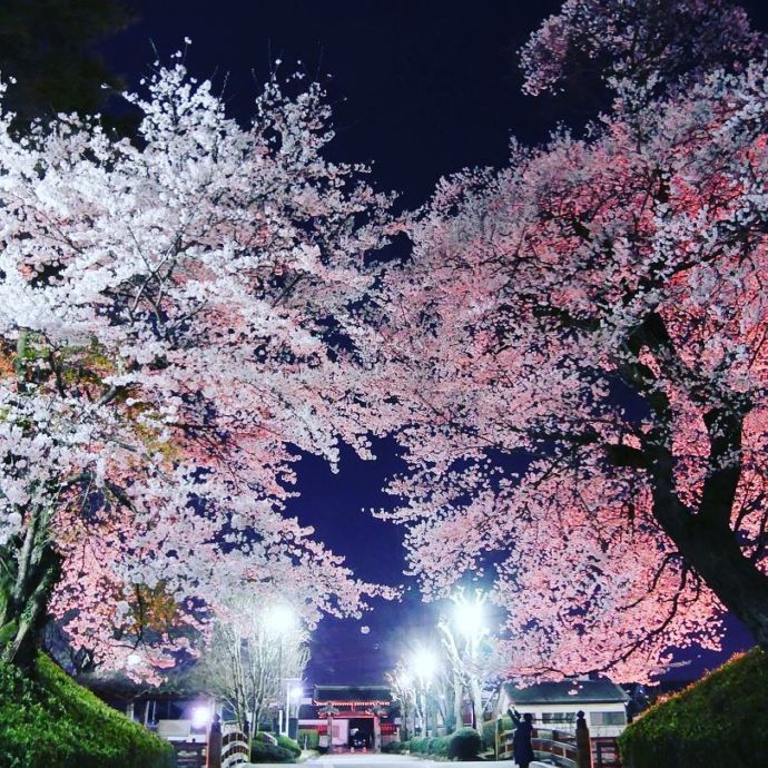 「壬生町城址公園」の夜桜