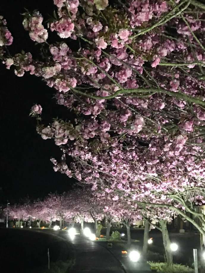 「道の駅はが」五行川の「ぼたん桜のライトアップ」