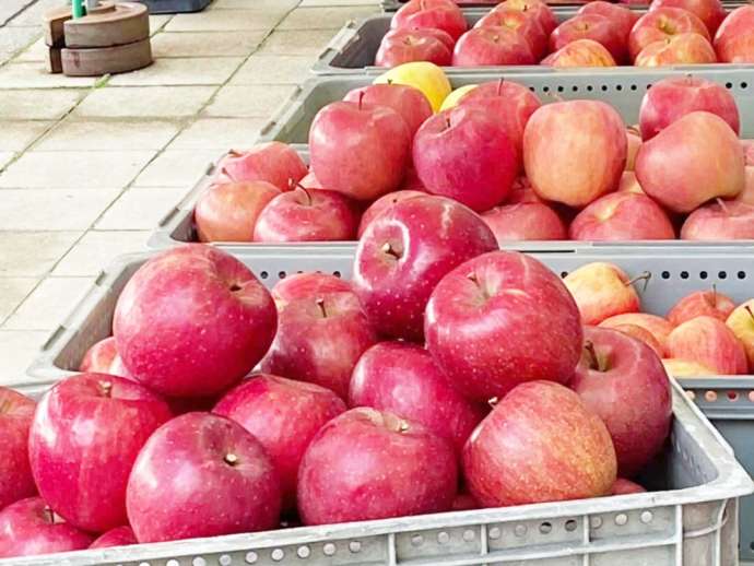 青森県弘前市にある「道の駅ひろさき サンフェスタいしかわ」で売られているりんご