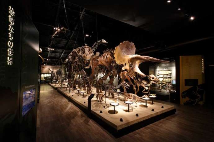 博物館に展示されている骨格標本「恐竜進化大行進」を左側から見た様子