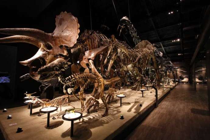 常設展で人気の骨格標本「恐竜進化大行進」を右側から見た様子
