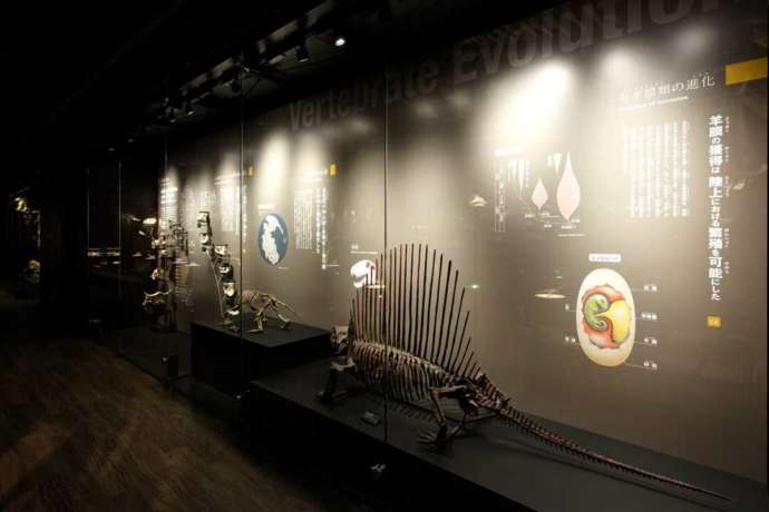 脊椎動物の進化について紹介する展示