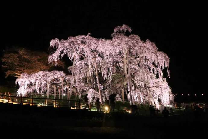福島県三春町にある三春滝桜の夜間ライトアップの様子