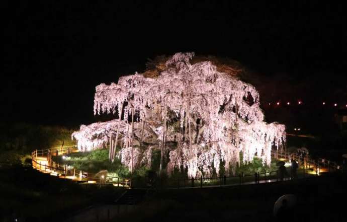 福島県三春町にある三春滝桜の夜間ライトアップ