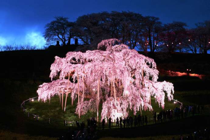 福島県三春町にある「三春滝桜」のライトアップ