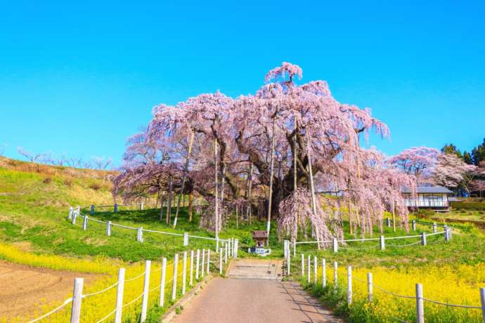 福島県三春町にある三春滝桜の春の風景