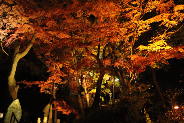 福島県三春町の紅葉ライトアップの写真
