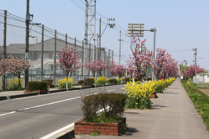 街路樹の桜と菜の花