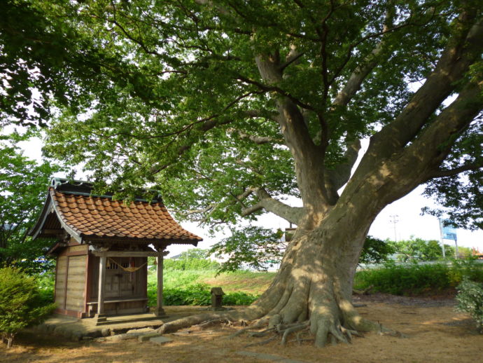 「山の神神社」の境内にあるケヤキの木