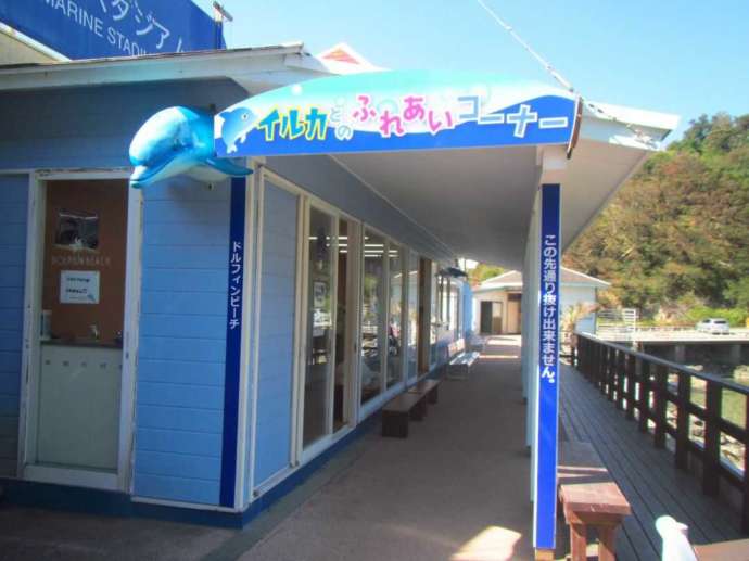 下田海中水族館のイルカとのふれあいコーナー