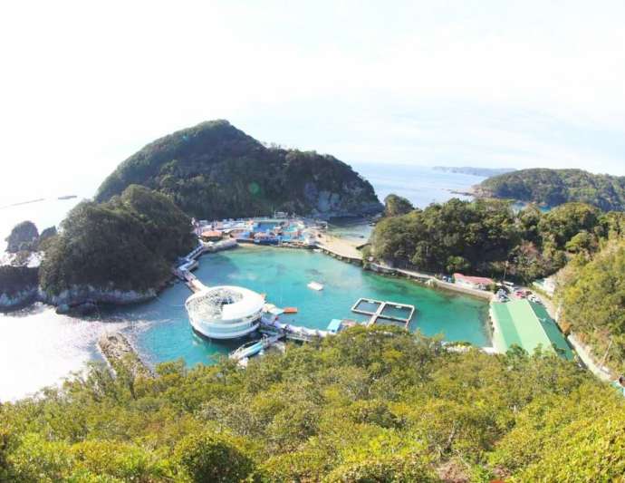 HAMMERS ACADEMYがドルフィンダイビングを行う下田海中水族館