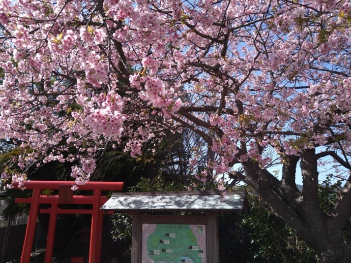 岩代駅の横にある鳥居と桜の風景