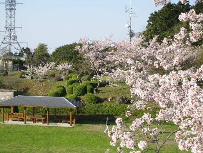 中尾山公園の桜