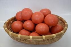 南会津町で生産されたトマト