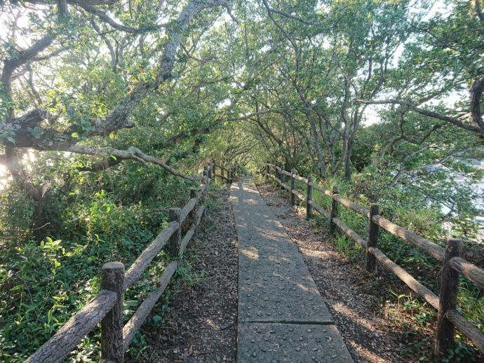 暖地性常緑樹が生い茂る羽豆岬の遊歩道