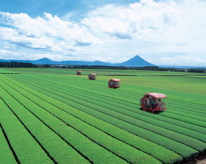 南九州市の茶畑を収穫する様子