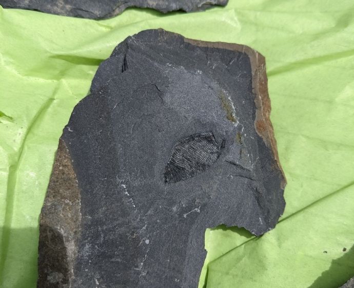 南三陸町で発掘された化石