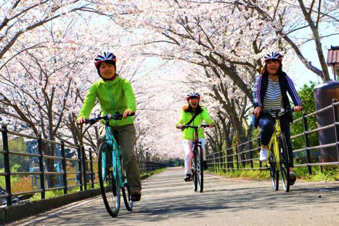 南さつま市のサイクリングロードと桜の風景