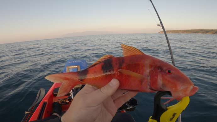 南種子町で釣れた赤い魚の写真