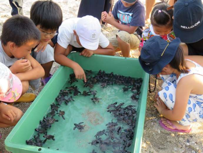 ふ化したウミガメを見学する南種子町の子どもたち