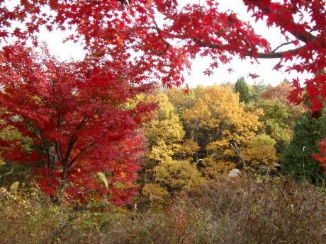美の山公園の紅葉