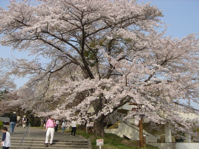 埼玉県皆野町にある美の山公園の桜のシーズンの様子