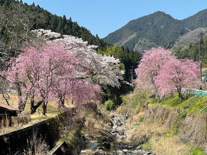 津市森林セラピー基地でしだれ桜を満喫できる「火の谷温泉コース」