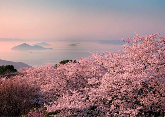 紫雲出山から眺める桜と瀬戸内海