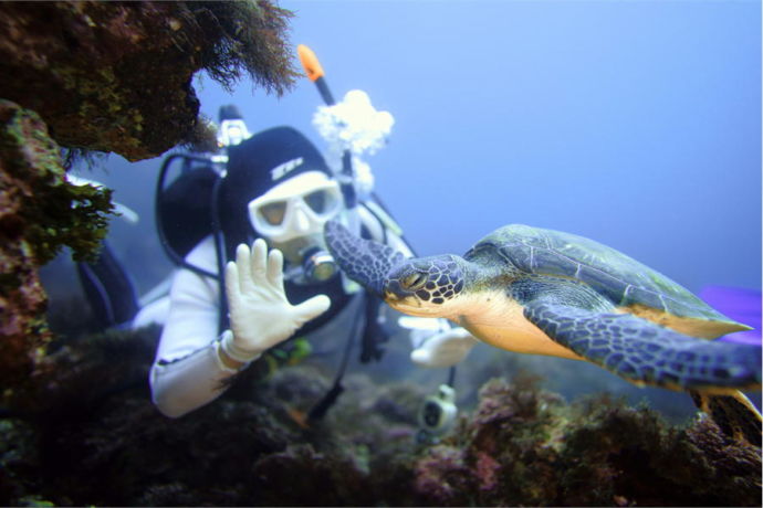 静岡県伊東市にある「伊豆高原ダイビングスクール リトルリッツ」のツアー参加者とアオウミガメが交流する様子