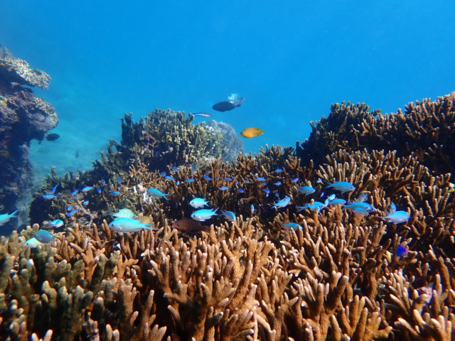 シュノーケリングで見ることのできる珊瑚礁