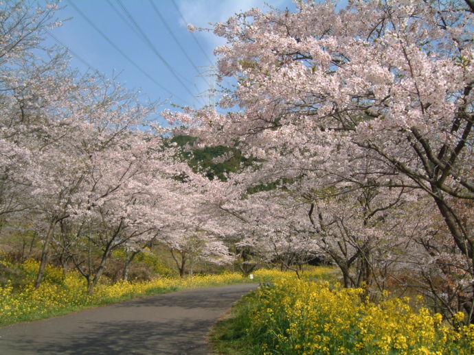みやこ町の仲哀公園の名物桜のトンネル