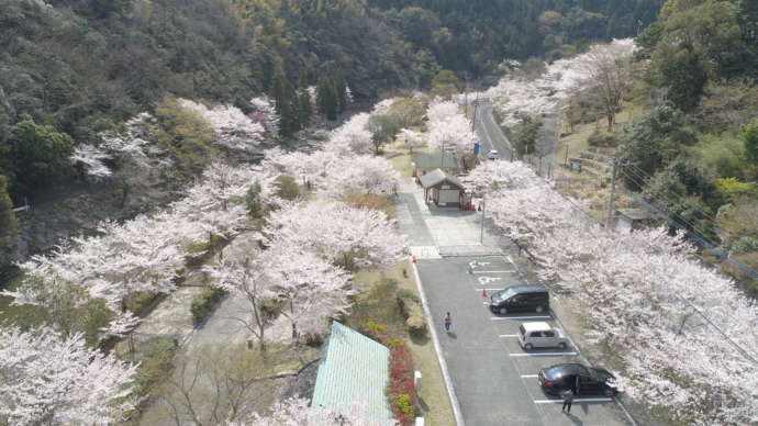 桜咲く千石公園の遠景