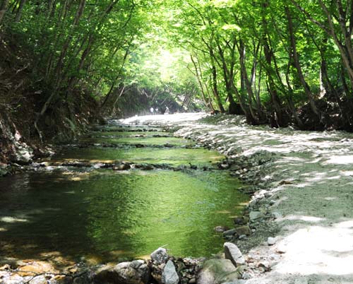 緑豊かな三依渓流つり場の川岸
