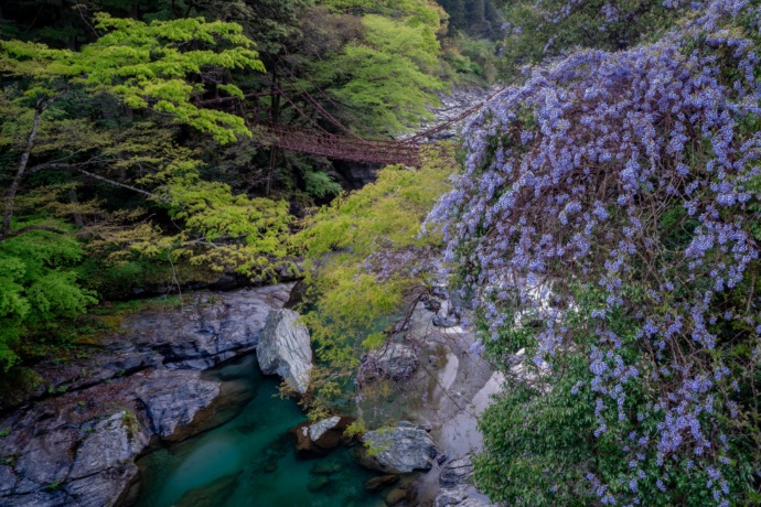 徳島県三好市にある祖谷のかずら橋と周辺の風景